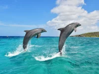 Dolphins - in - Tropical - Sea