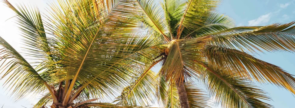 Curacao’s Tropical Climate – Sun, Sea & Perfect Weather!