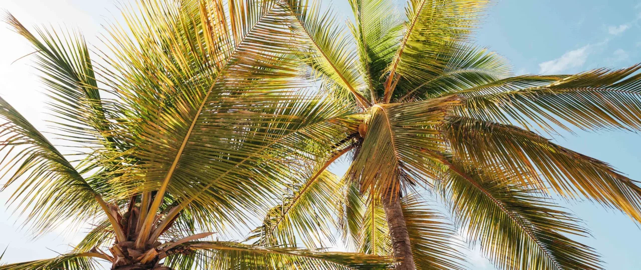 Curacao’s Tropical Climate – Sun, Sea & Perfect Weather!