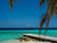 beach-palmtree-curacao