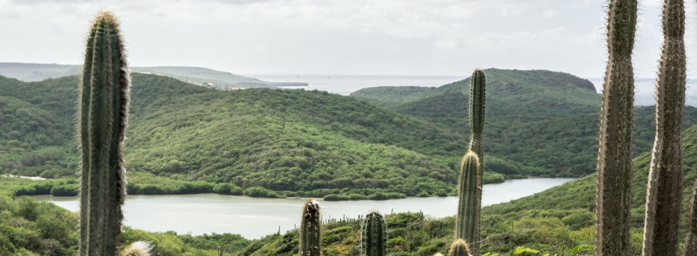 Cactus - Panorama - Curaçao